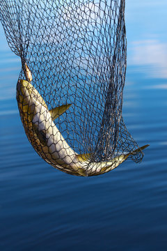Trout in scoopnet.