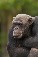 Portret van een humeurige chimpansee