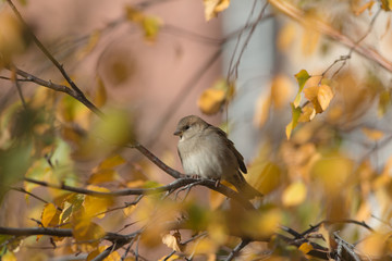 sparrow in sunny autumn