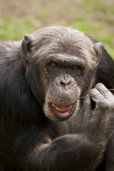 Chimpansee verzorgt zijn tanden