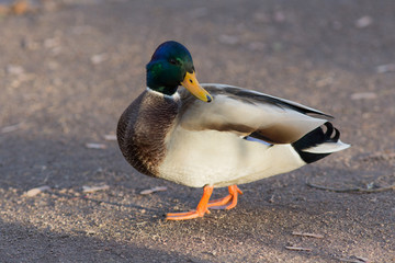 portrait of a duck