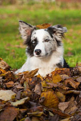 Border Collie im Laub