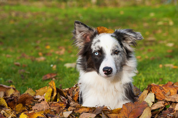 Border Collie im Laub