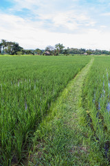 Fototapeta na wymiar Green rice field with beauty sky in Thailand