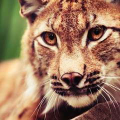 Fototapeta premium Muzzle of wild lynx close-up