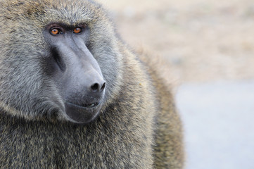 into eyes of baboon