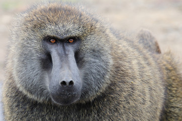 Into eyes of baboon