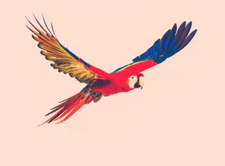 Gordijnen Colourful flying parrot toned © Nejron Photo