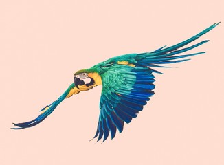 Fototapeta premium Colourful flying parrot toned