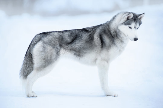 Siberian Husky In Snow Images – Browse 43,302 Stock Photos, Vectors, and  Video | Adobe Stock
