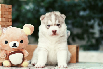 puppy dog siberian husky - 74589203