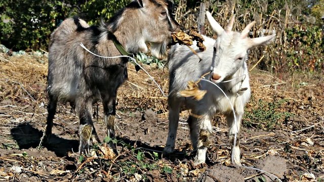 Little brown and white goats eating leaves