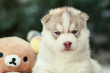 puppy dog siberian husky - 74589432