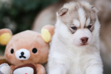 puppy dog siberian husky - 74589870