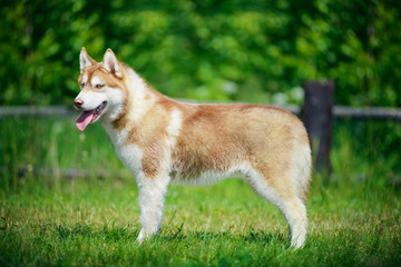 Siberian husky