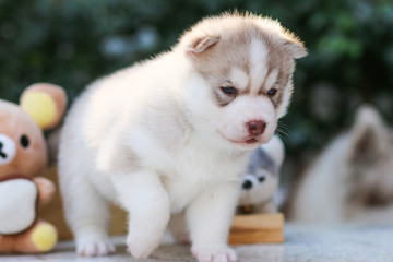 puppy dog siberian husky - 74590009