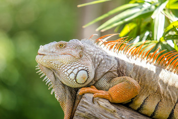 Iguana