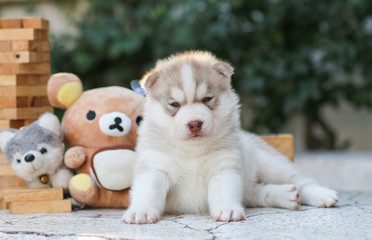 puppy dog siberian husky - 74590663