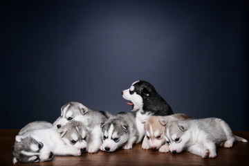 Cute little puppies of siberian husky © Zakharov Evgeniy