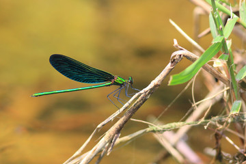 Calopteryx japonica damselfly 
