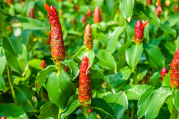 Cheilocostus speciosus flowers in public park, Bangkok, Thailand