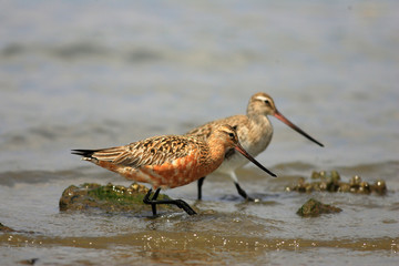 Bar-tailed Godwit (Limosa lapponica) in Japan