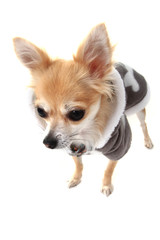 Obraz premium chihuahua and fashion