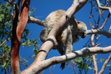 Koalabär greift nach Eukalyptus in der Wildnis - Australien