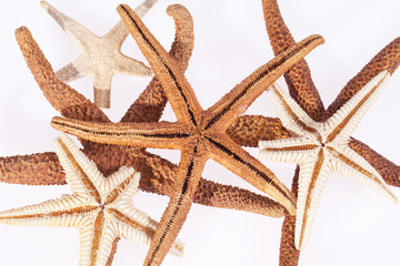 Fototapeta na wymiar some starfishes on white background close up