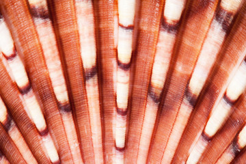 backgrund of middle of bivalvia seashell   macro © mychadre77