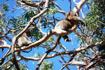 Koalabärkinder in der Wildnis - Australien