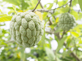 Fototapeta premium Custard apple fruit,Annona squamosa