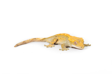Naklejka premium Crested Gecko 