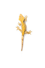 Crested Gecko 