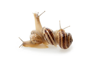 Snails
