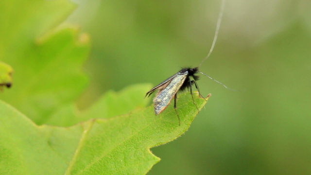 Interesting small insect on the leaves
