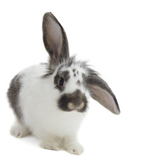 bunny on white background isolated