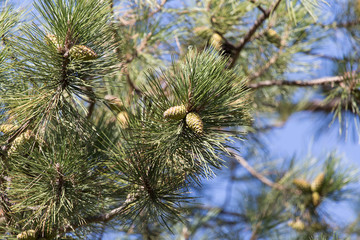 Cedar cones on the tree