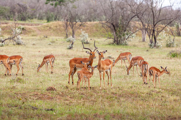 antelope on a background of grass