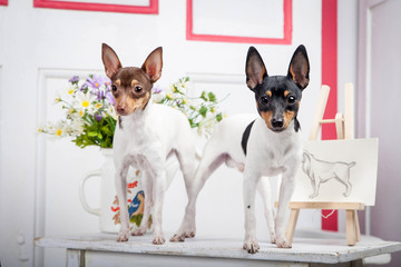 Two toy fox terrier