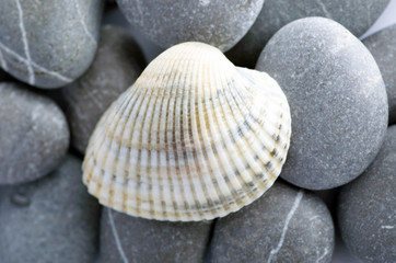 Natural spa elements- seashell with starshell and stones on whit