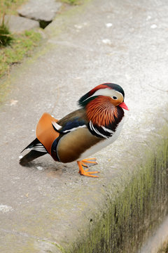 Drake of mandarin duck