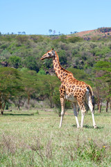 giraffe on a background of grass