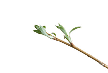 Pussy-willow with blooming leaves
