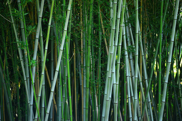 Bamboo Bos