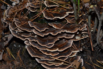 Pilz