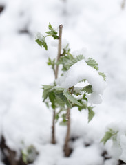 snow on the leaves raspberries
