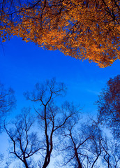 Trees of Yellow Natural Background