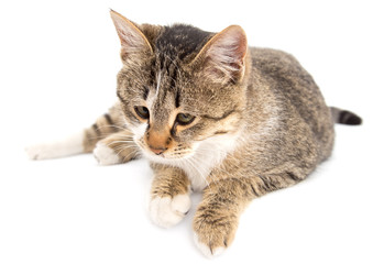cat on a white background
