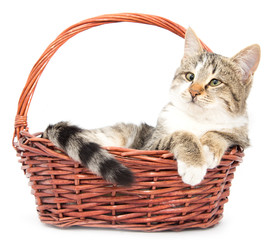 Fototapeta na wymiar cat in a basket on a white background